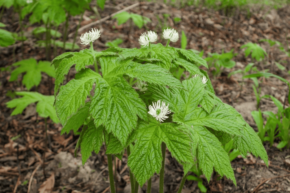 Goldenseal at the Farm