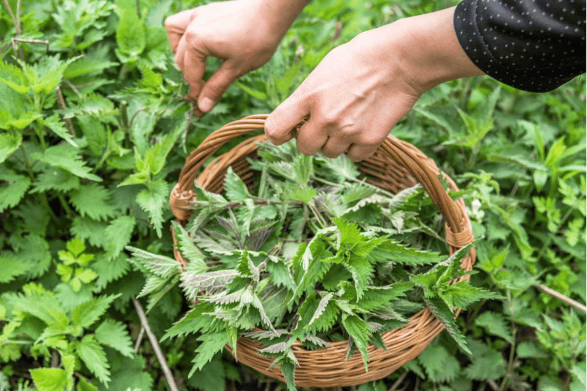 Freeze-dried nettles