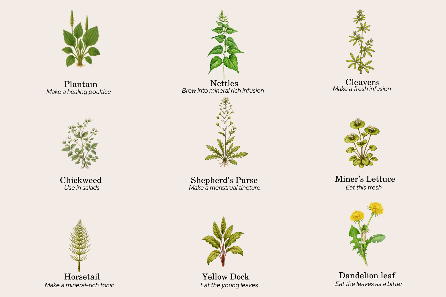Meet the Plants, Oregon's Spring Foraging Guide  Eclectic Herb