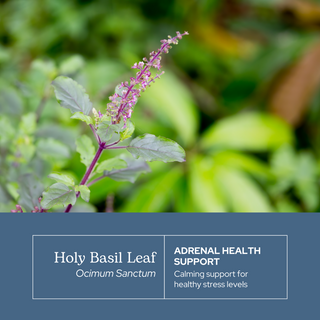 Holy Basil Capsules
