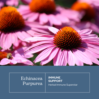 Echinacea Purpurea Capsules