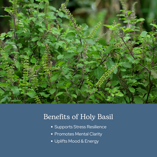 Holy Basil Capsules