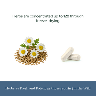 White Willow Feverfew