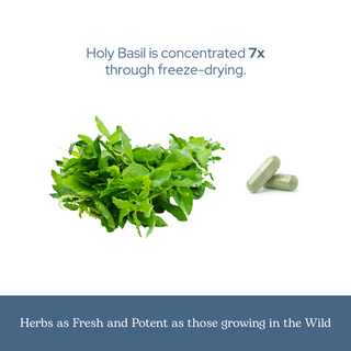 Holy Basil Capsules