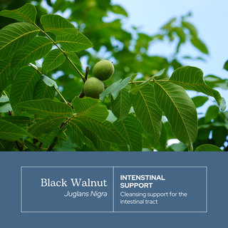 Black Walnut Capsules