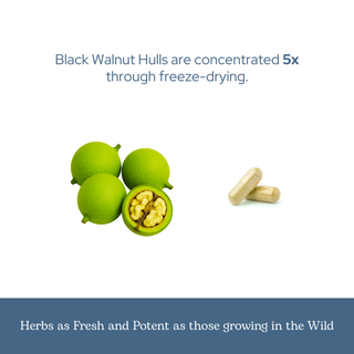 Black Walnut Capsules