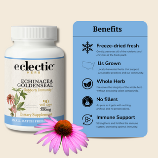 Echinacea