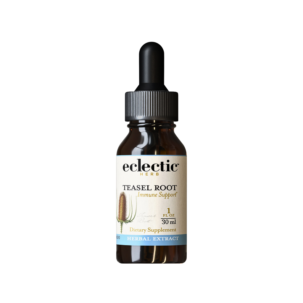 Teasel Root Extract | Natural Support for Immune System & Immunity