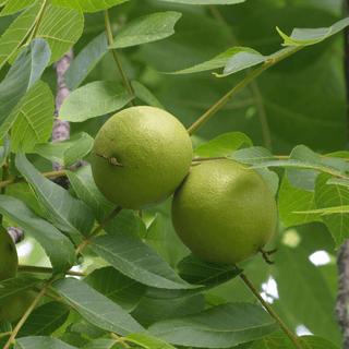 Black Walnut