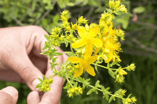 Freeze-dried St Johns Wort