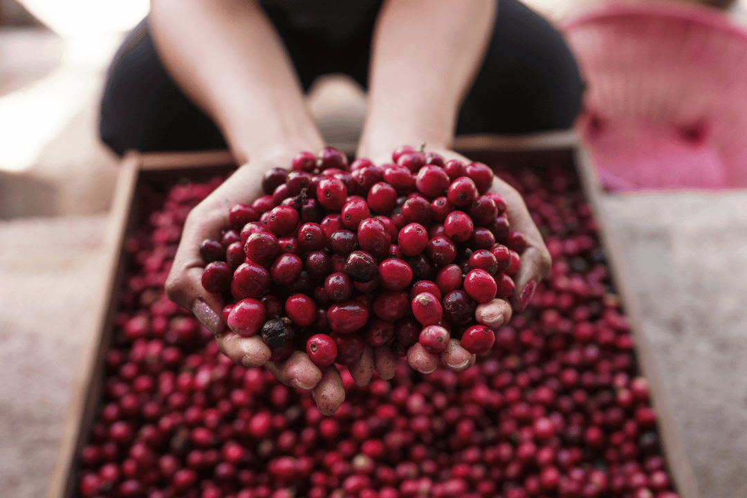 Freeze-dried Cranberries