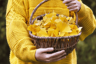 Freeze-dried Ginkgo Biloba