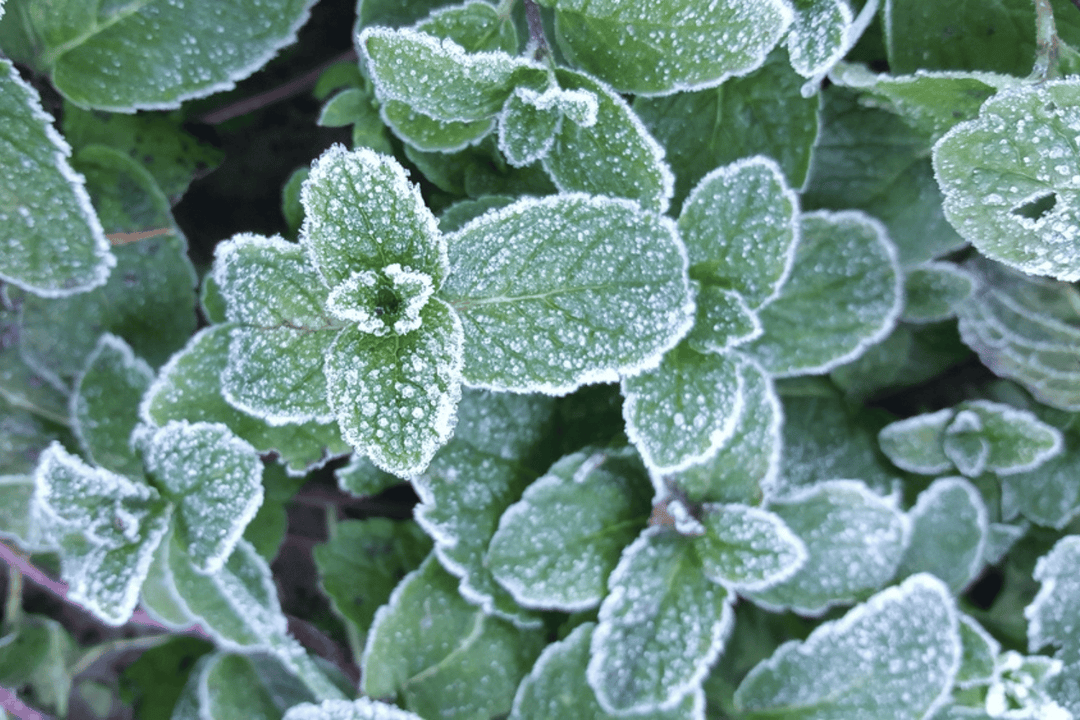 Freeze-dried Herbs