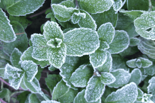Freeze-dried Herbs
