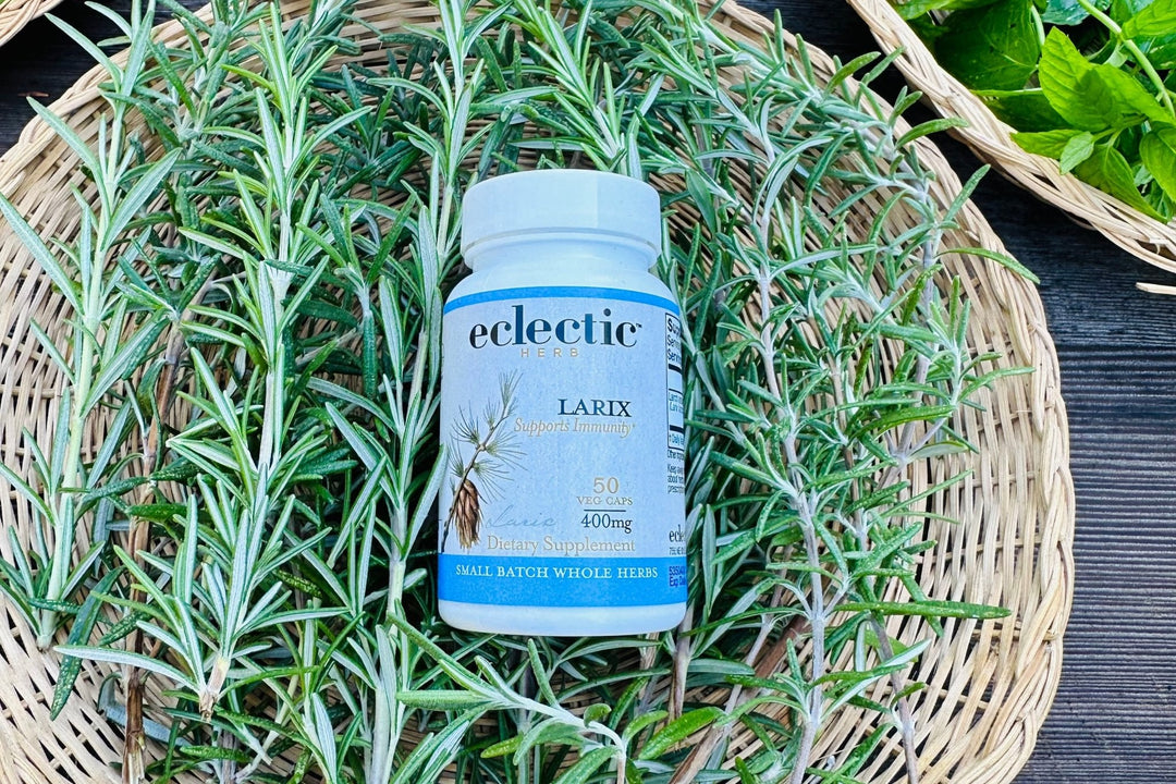 The Wonders of Larix Arabinogalactan: A Must-Have in Your Winter Wellness Kit - eclecticherb