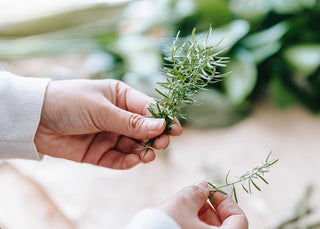 December Herb of the Month: Rosemary - eclecticherb