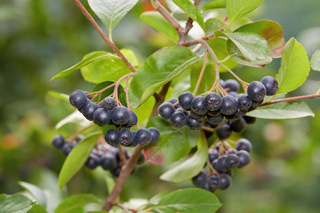 Freeze-dried Aronia