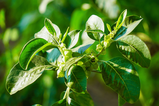 Top 5 Herbs for Combating Stress and Promoting Relaxation