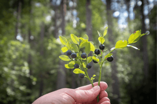 Freeze-dried Bilberry