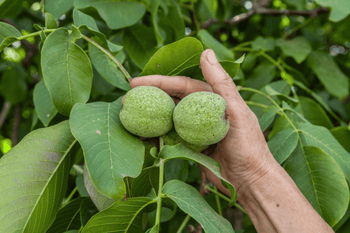 Black walnut