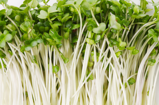 Freeze-Dried Broccoli Sprouts: The Superfood You Need to Know - eclecticherb