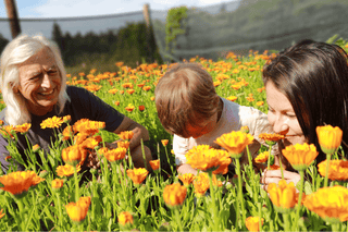 Freeze-dried Calendula