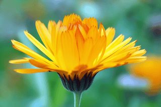 Freeze-dried Calendula