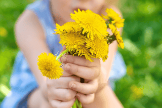 Freeze-dried Dandelion