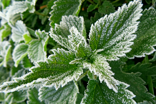 frozen nettles