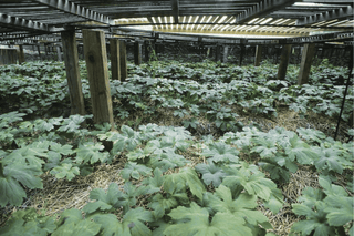 Goldenseal Farm