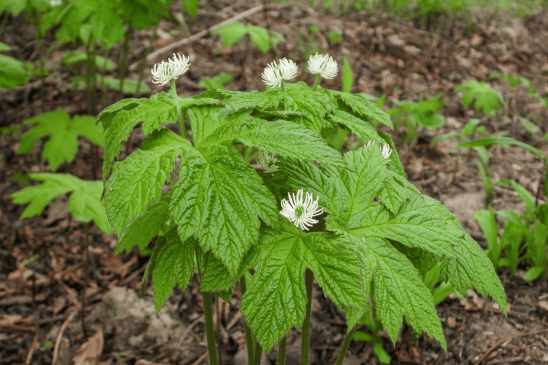 Goldenseal at the Farm