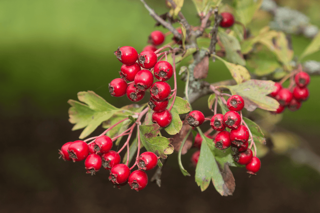 Freeze-dried Hawthorn