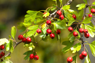 Freeze-dried Hawthorn