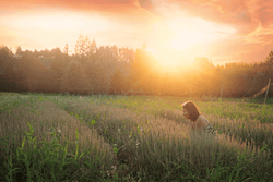 Holy Basil at the Farm