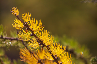 Larix