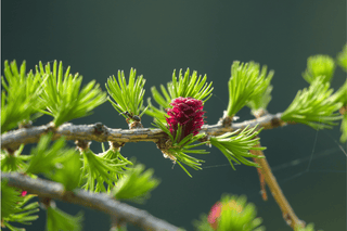 Larix