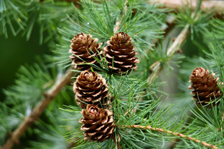 The Wonders of Larix Arabinogalactan: A Must-Have in Your Winter Wellness Kit - eclecticherb