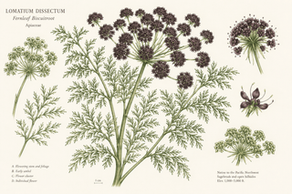 Lomatium dissectum