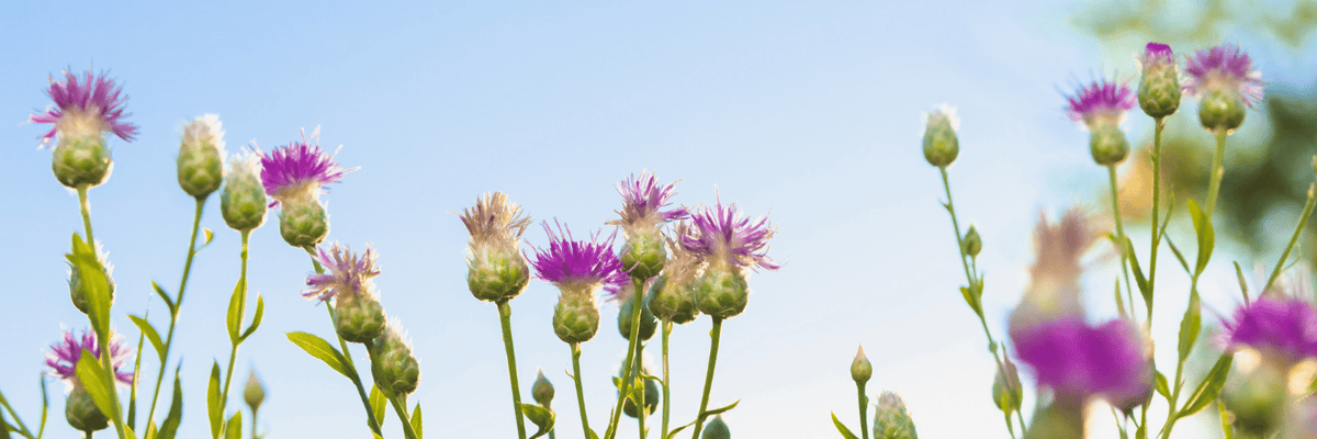 Milk Thistle