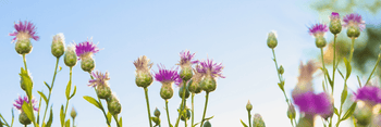 Milk Thistle