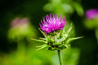 Freeze-Dried Milk Thistle