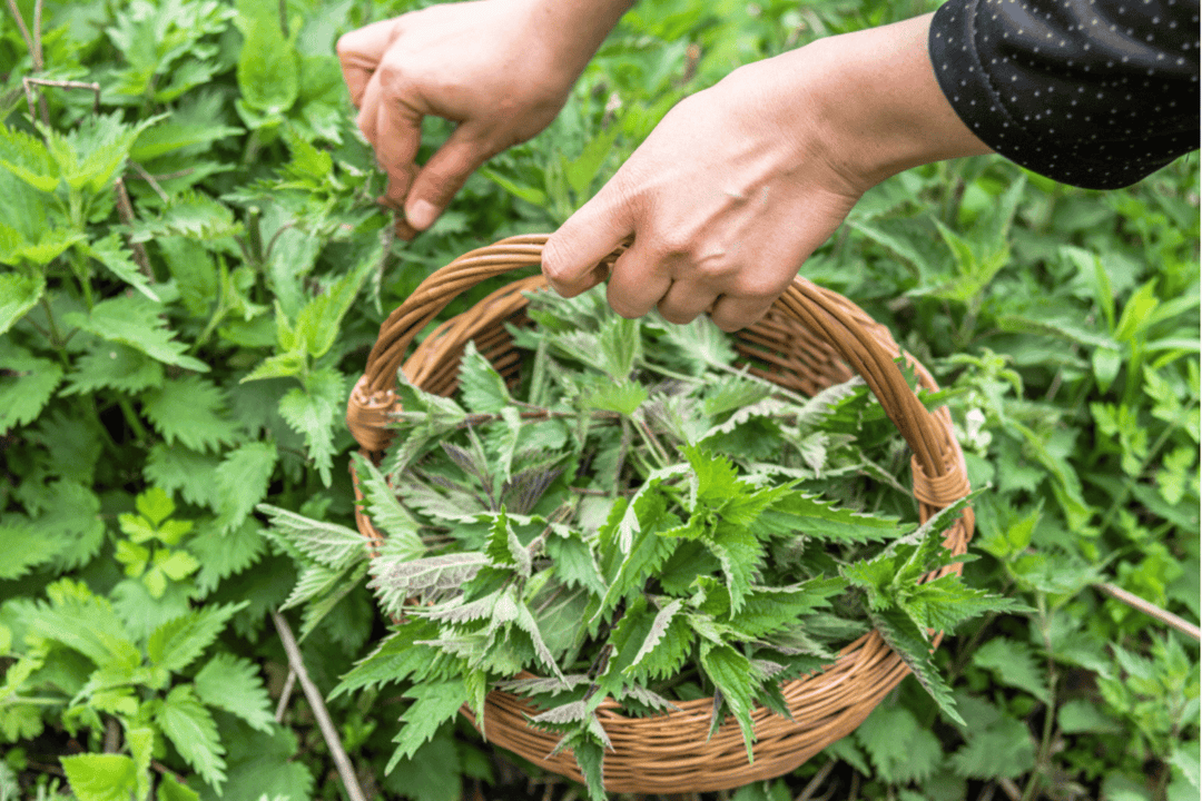 Freeze-dried nettles