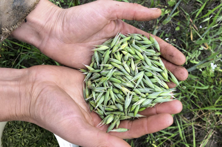 Green Milky Oats