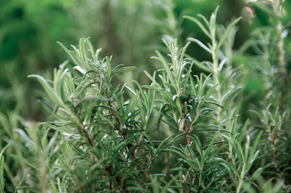 Rosemary