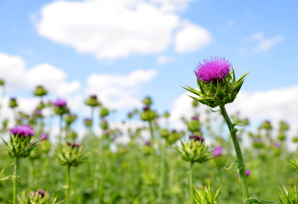 Freeze-dried Milk Thistle