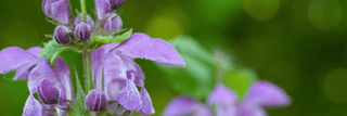 Skullcap