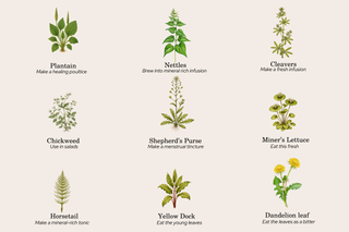 Herbs to Forage this Spring