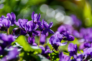 Spring Violets