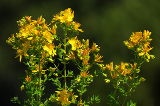 Sustainably Harvesting St John's Wort