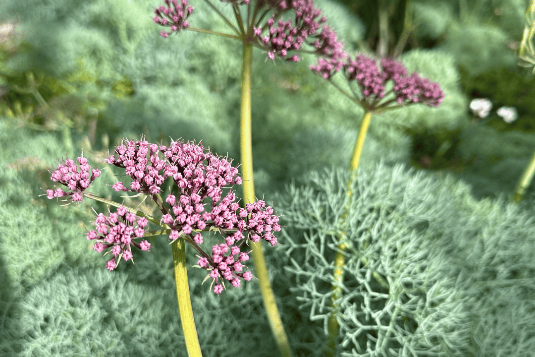 Lomatium isolate